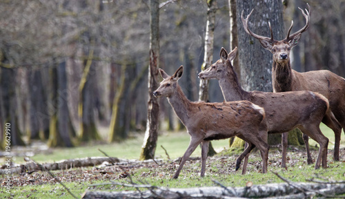 cerfs fôret de Rambouillet
