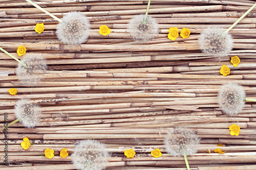 Dandelions on dry reed background