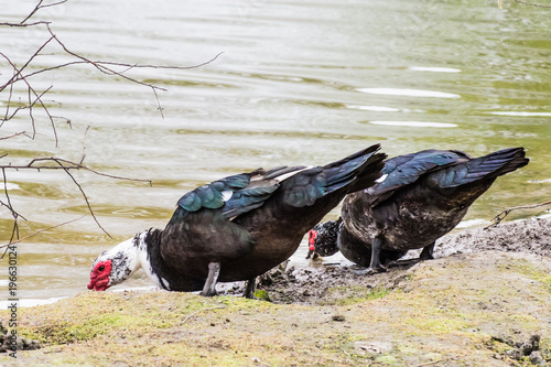 Two Ducks Drinking from Pond