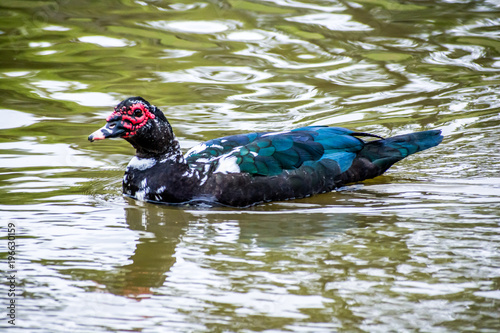 Dark Duck with Red Face Swimming in Pond