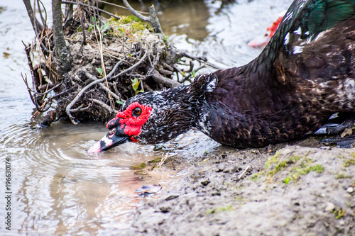 Dark Duck with Red Face Drinking from Pond