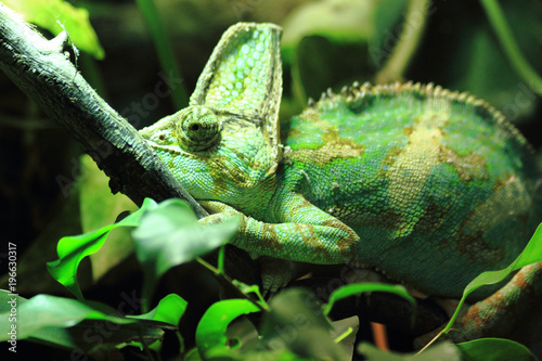 green chameleon in the jungle
