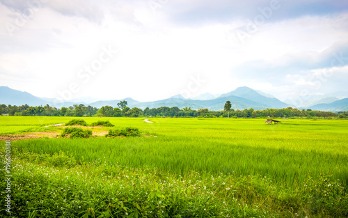 Hut and rice paddies.
