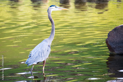 Blue Heron Wading in Pond
