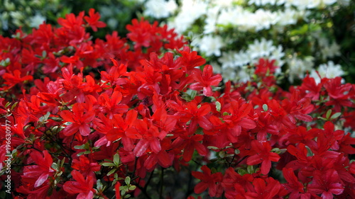 Closeup red and white beautiful azalea flower 