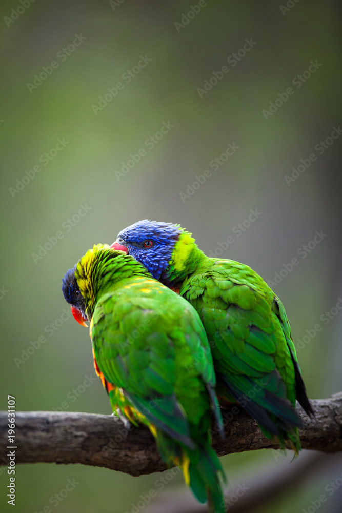 Naklejka premium A pair of Rainbow Lorikeets fighting/playing/teasing each other on a tree branch (Trichoglossus haematodus)
