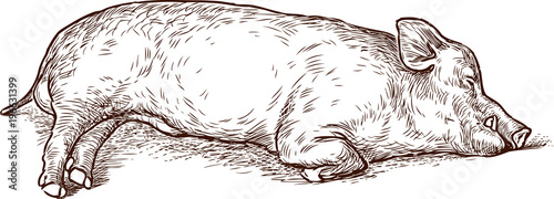 Sketch of a sleeping swine photo