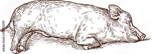 Sketch of a sleeping swine