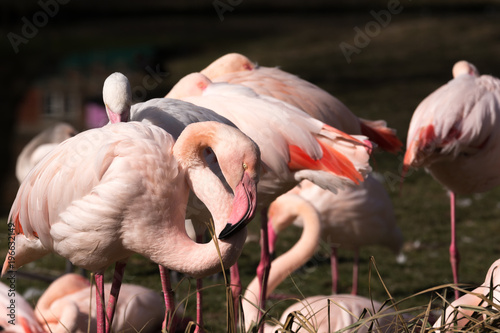 Flamingos im Park photo