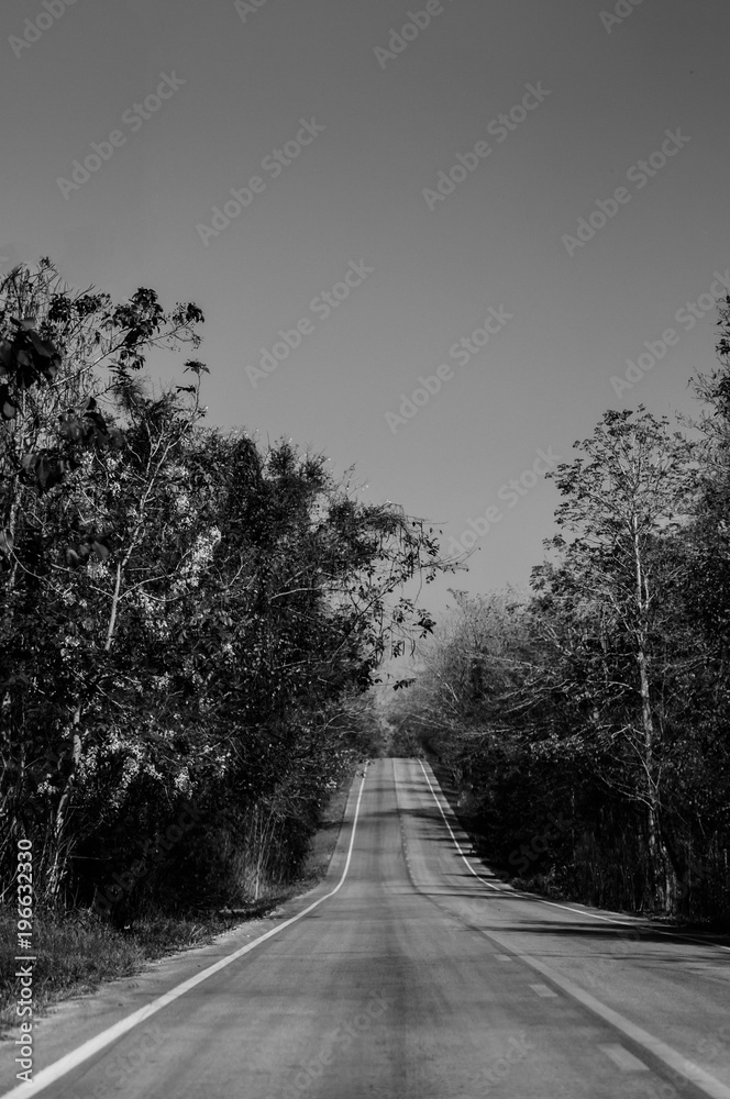 Highway road scene with big tree along both side, warm evening light Highway road scene with big tree along both side, warm evening light