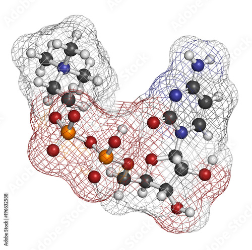 Citicoline (CDP-choline) molecule. 3D rendering. Atoms are represented as spheres with conventional color coding: hydrogen (white), carbon (grey), oxygen (red), nitrogen (blue), phosphorus (orange). photo