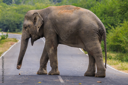 Einzelner  Elefant   berquert die Stra  e im Nationalpark von  Sri Lanka