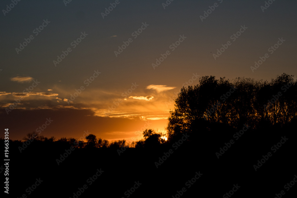 Orange Sunset on Horizon, Tree Silhouette