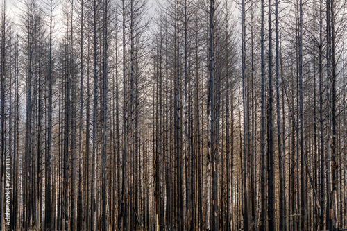 Dead forest with burned trees