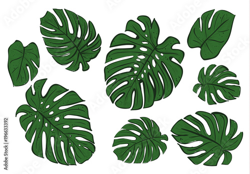 Monstera leaves of a tropical plant sketch. 