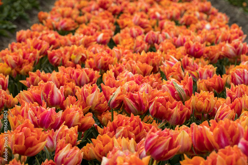 Tulip fields of the Bollenstreek  South Holland  Netherlands