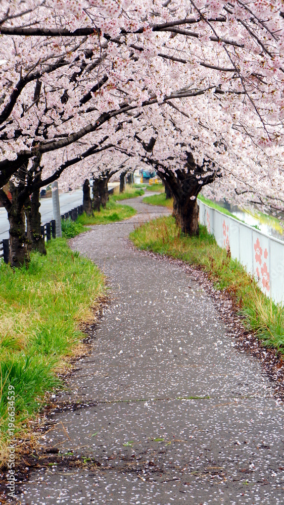 A curve pathway under cherry blossom covered with pink petals in a park A curve pathway under cherry blossom covered with pink petals in a park