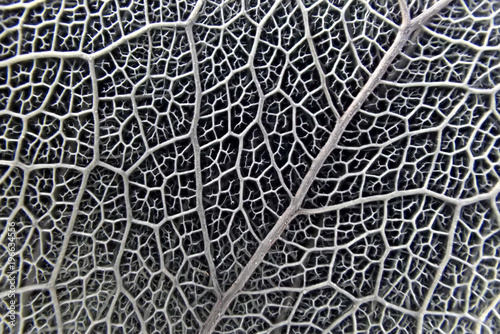 micro photo of leaf texture