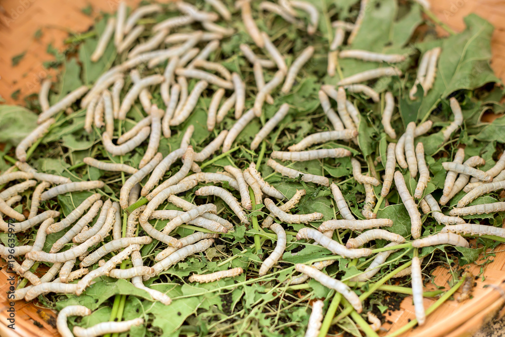 silk cocoons with silk worm on green mulberry leave silk cocoons with silk worm on green mulberry leave
