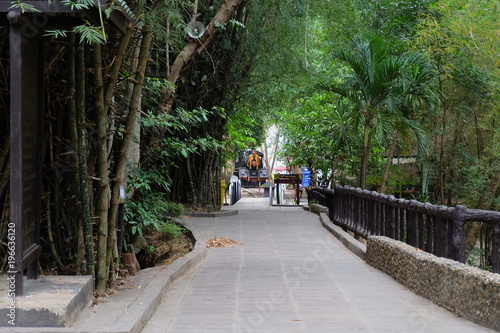 Walking and bamboo