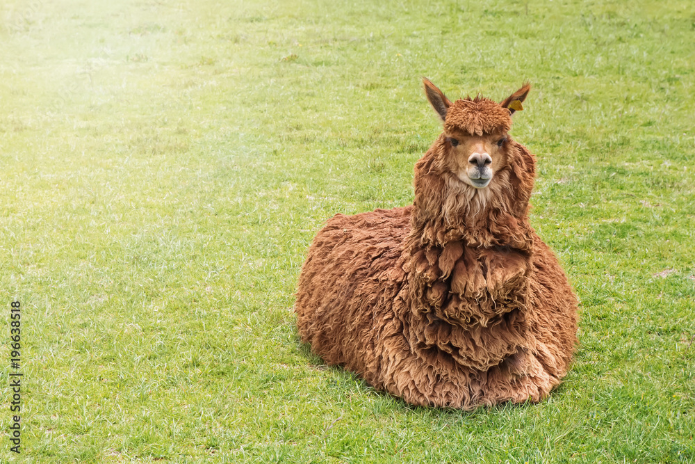 Cute funny alpaca of brown color, lying on the green grass on sunny day Cute funny alpaca of brown color, lying on the green grass on sunny day