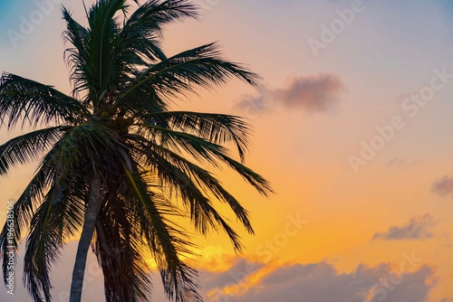 panorama of the Aruba island of the Caribbean with white sand and palm trees in the tropical scenery of the Netherlands Antilles at sunset