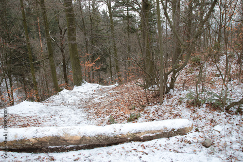 winter oak forest