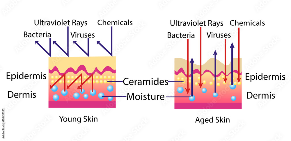 Effect of environment on the skin, vector diagram for cosmetological ...