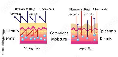 Effect of environment on the skin, vector diagram for cosmetological illustration