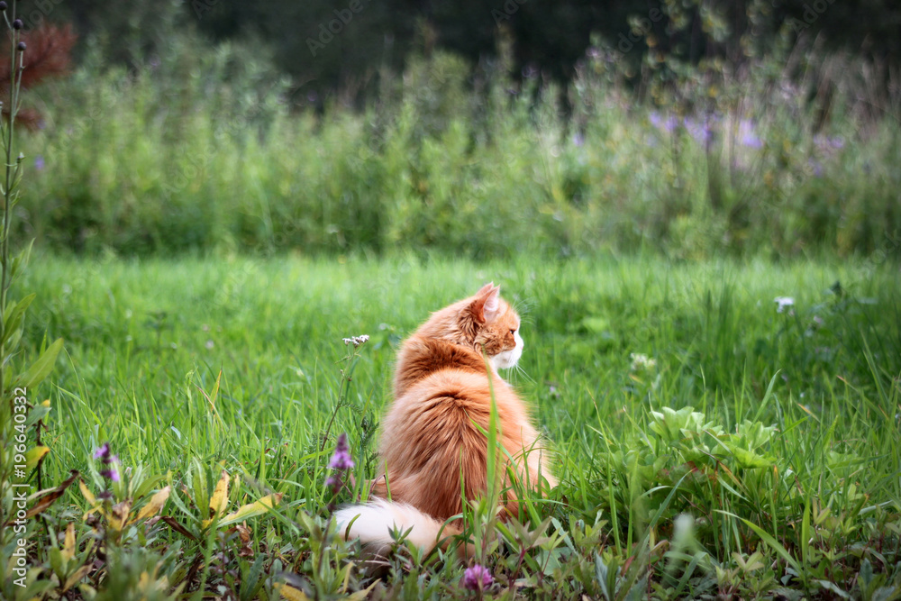 Рыжий кот на зеленой траве, обои, фон