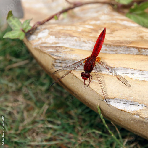 feuerlibelle photo