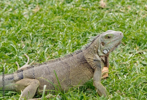Iguana in the meadow in the Caribbean sea
