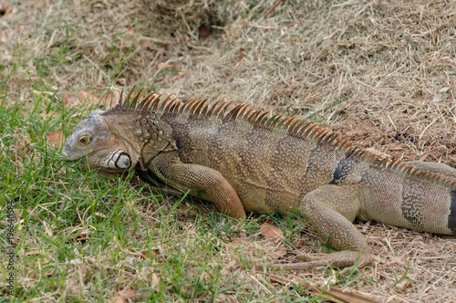 Iguana in the meadow in the Caribbean sea