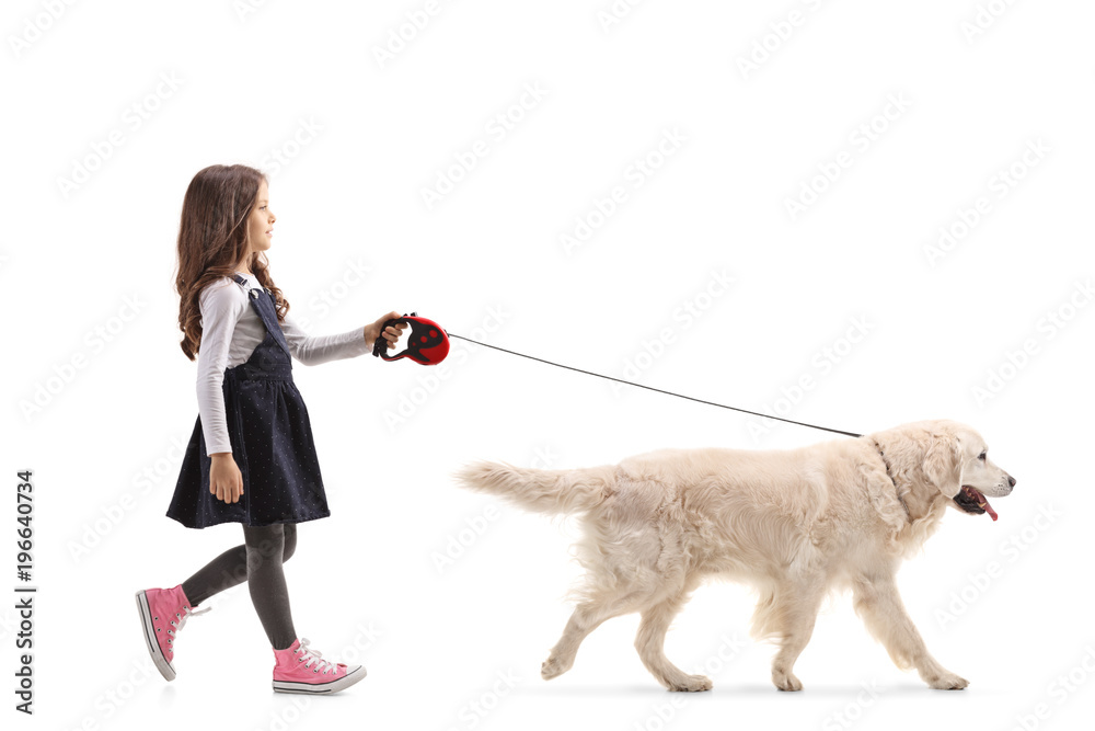 Girl walking a labrador retriever dog Girl walking a labrador retriever dog