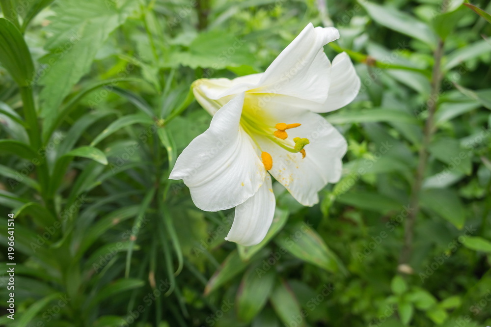 Naklejka premium Lilium longiflorum (Easter Lily) against a background of green foliage.
