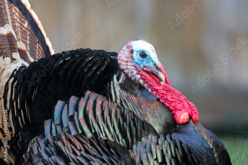 Wild Turkey