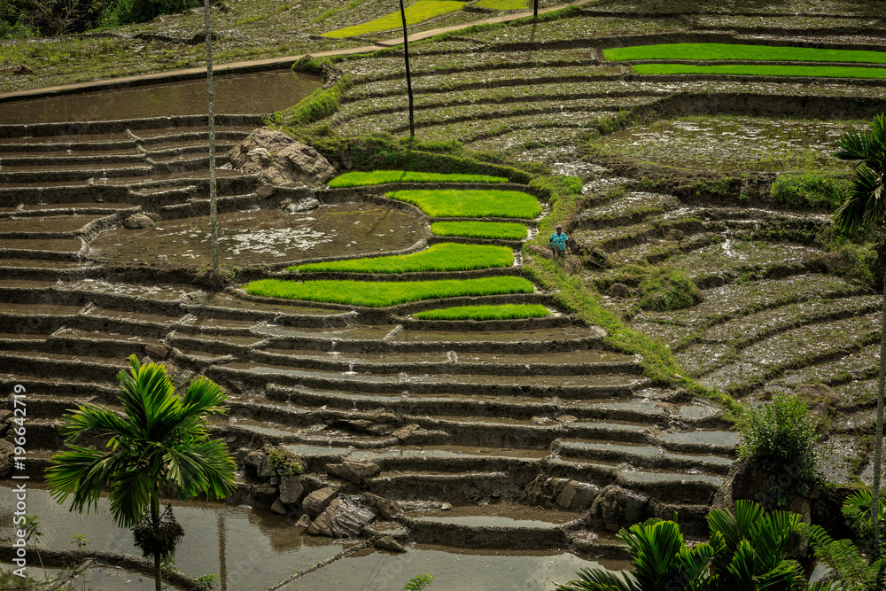 Reisterrassen im Hochland von Sri Lanka