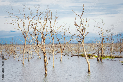 Tableau sur toile Amazing wild nature of Yala National Park in Sri Lanka