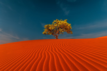 Crédence de cuisine Rouge Stunning view of rippled sand dunes and lonely tree growing under amazing blue sky at drought desert landscape. Global warming concept. Nature background  © PerfectLazybones