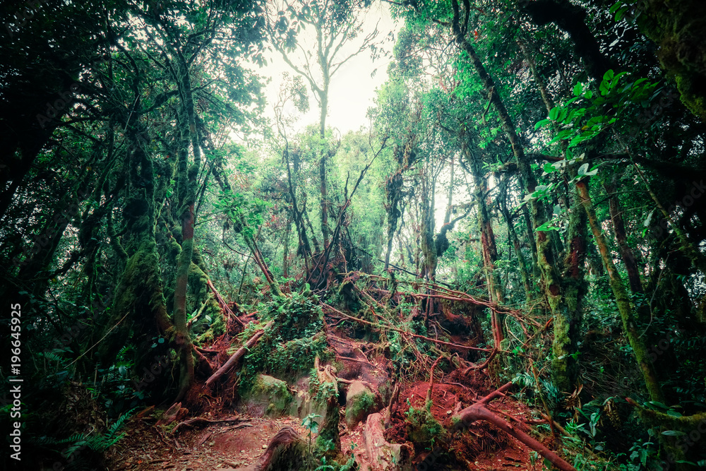 Fototapeta premium Surreal colors of fantasy landscape at mystical tropical mossy forest with amazing jungle plants. Concept for mysterious nature and fairy tale background