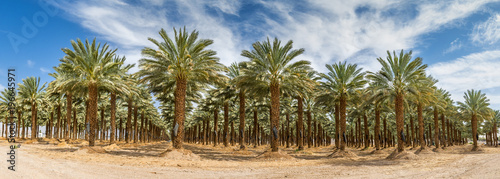Plantation of date palms. Panoramic image.Tropical agriculture industry in the Middle East