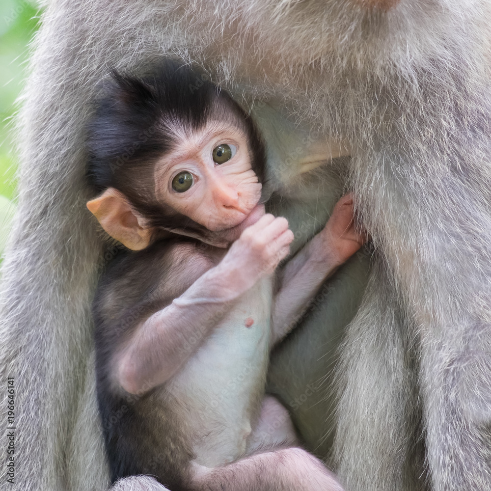 cute baby monkeys pictures