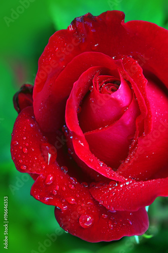 Beautiful red rose closeup.