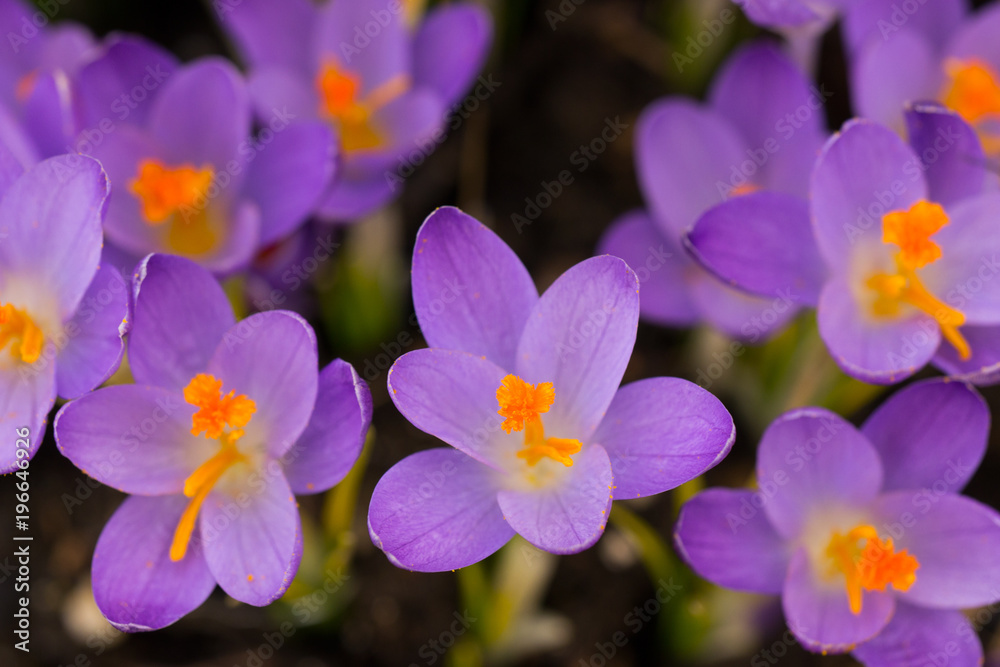 Purple Crocuses on a meaodw in spring