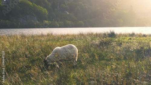 Sheep in a field near Loch Awe and Kilchurn Castle in Scotland at Sunset