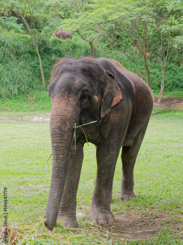Fototapeta premium Young female Indian elephant eating grass while breaking between the show in elephant camp in northern part of Thailand