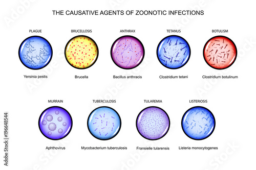 the causative agents of zoonotic infections photo
