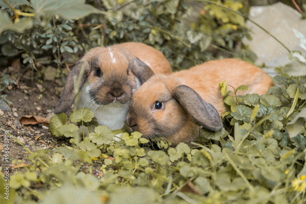 Fototapeta premium Zwergkanninchen