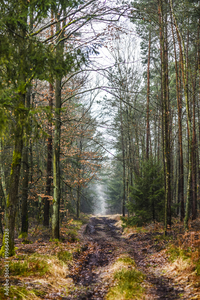 Obraz premium Road in the forest on a foggy day, mysterious forest.