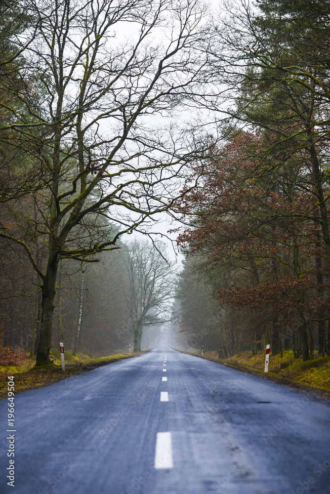 Fototapeta premium Road in the forest on a foggy day, mysterious forest.